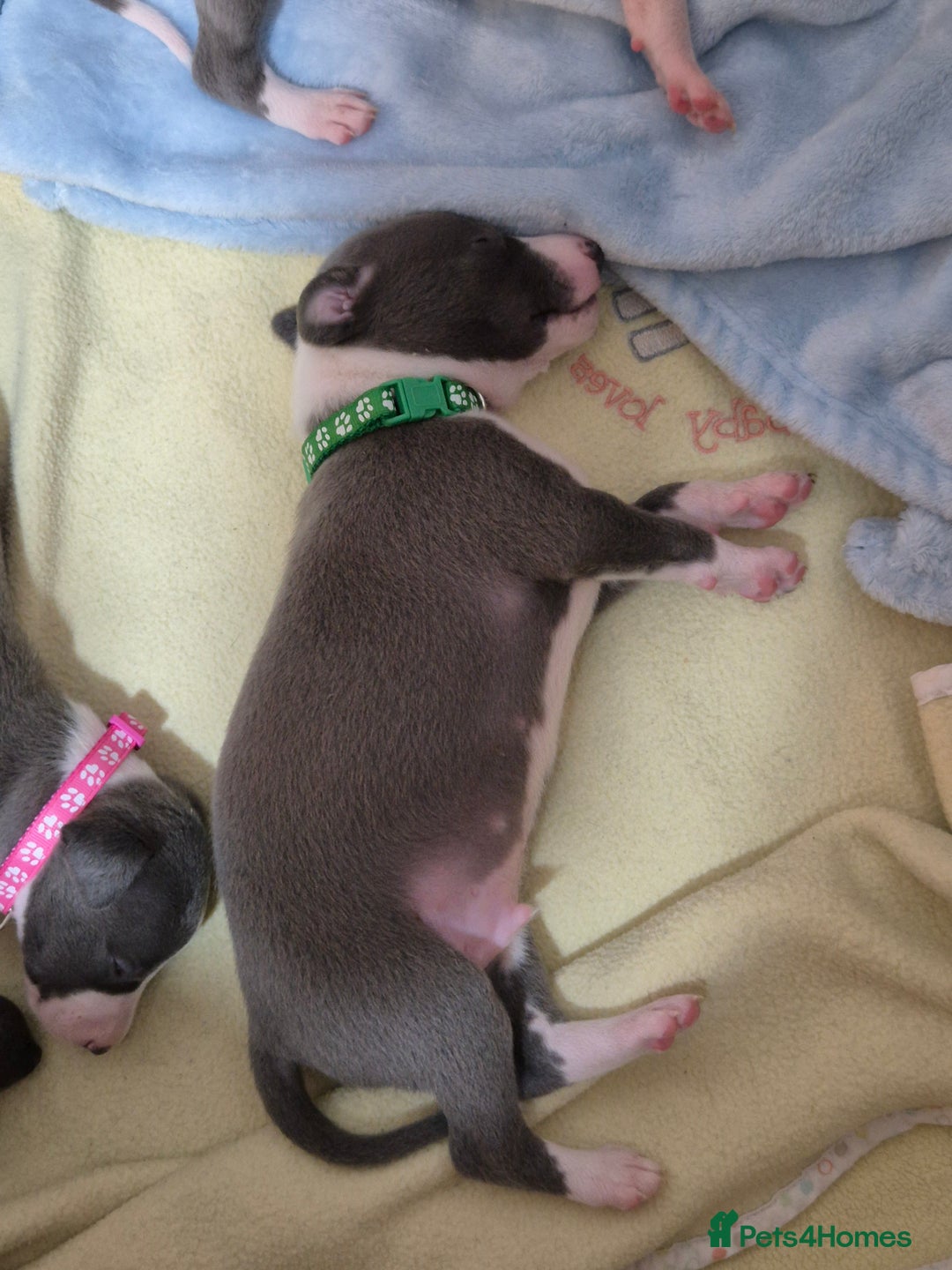 Whippet dogs for sale: Stunning KC Registered Blue Whippet Puppies - Image 21