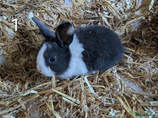 Mixed Breed rabbits - Advert 6