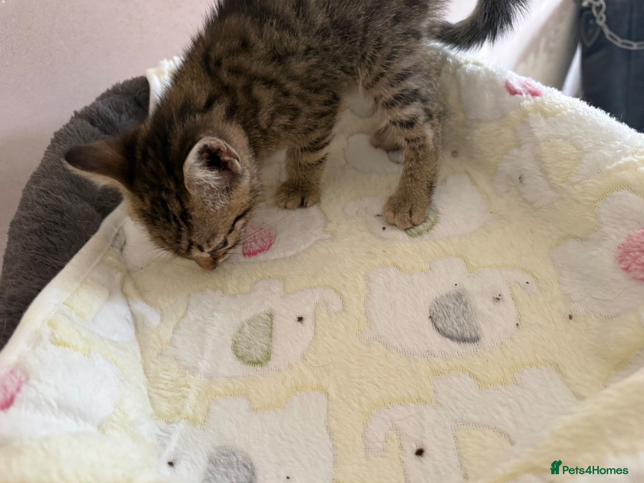 Bengal cats for sale: Cute Tabby/bengal kitty Looking for a Loving Home! - Advert 5