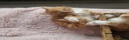 Norwegian Forest Cat cats for sale: Beautiful ginger Norwegian Forest fluffy kittens  - Advert 22