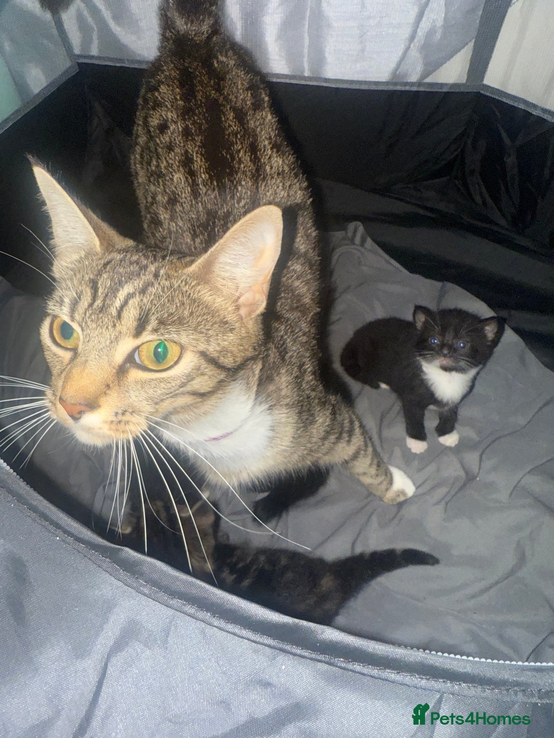 Bengal cats for sale: Cross Bengals  - Image 9