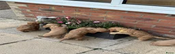 Cockapoo dogs for sale:   Exceptional cockapoo puppies 💙🩷 in Edinburgh - Advert 13