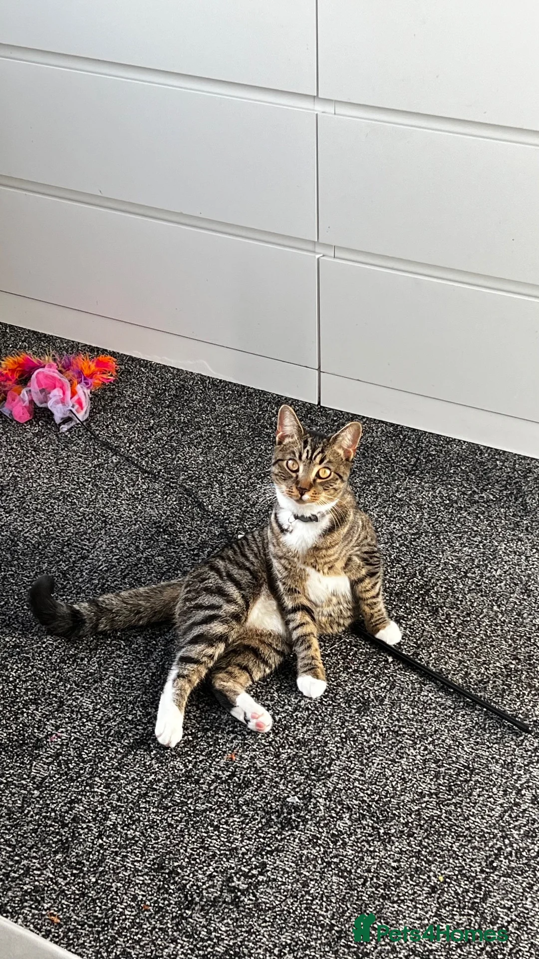 British Shorthair cats for sale: Free to a good home in West Bromwich - Advert 7