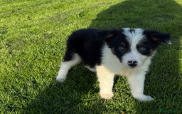 Border Collie dogs for sale: 🖤🤍🤎Fabulous Border Collies 🖤🤍🤎 - Image 15