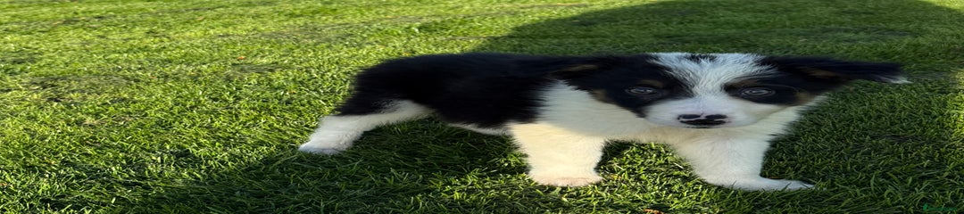 Border Collie Puppy 2