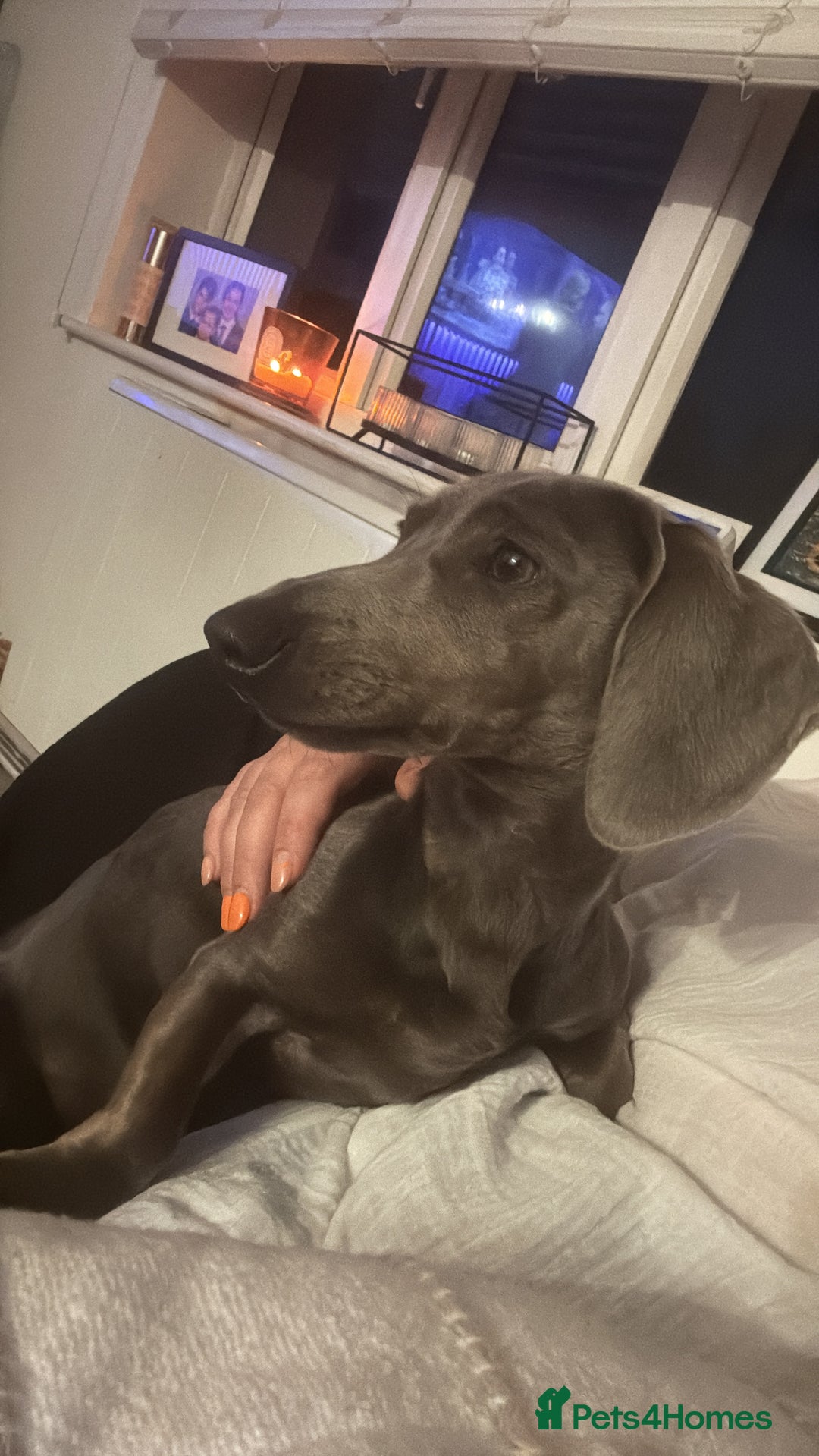 Miniature Dachshund dogs for sale: Miniature dachshund for sale - Image 2