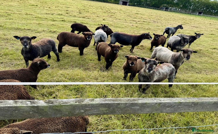 Sheep livestock - Advert 6