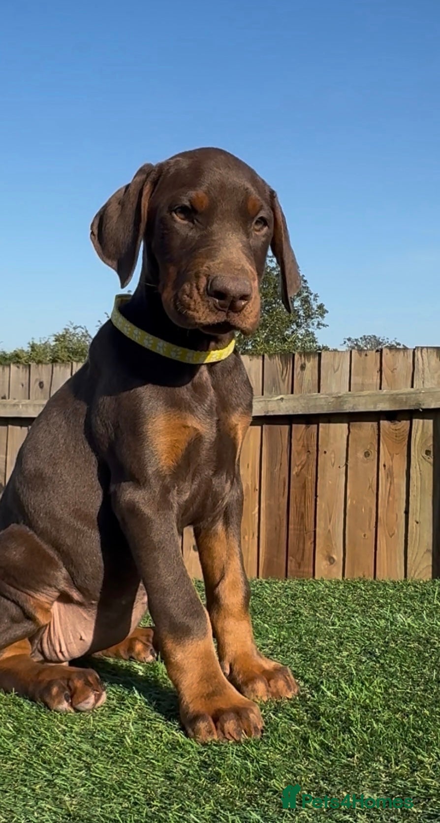 Dobermann dogs Full European Dobermans - Advert 5