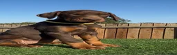 Dobermann dogs for sale: Full European Dobermans - Advert 3