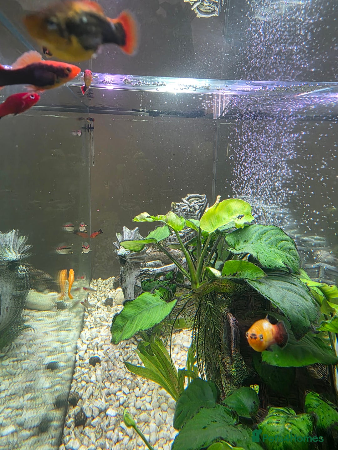 Other/Mixed Breed fish for sale: COMPLETE AQUARIUM SET - Image 9