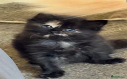 Mixed Breed cats for sale: half maincoon kittens  - Image 12
