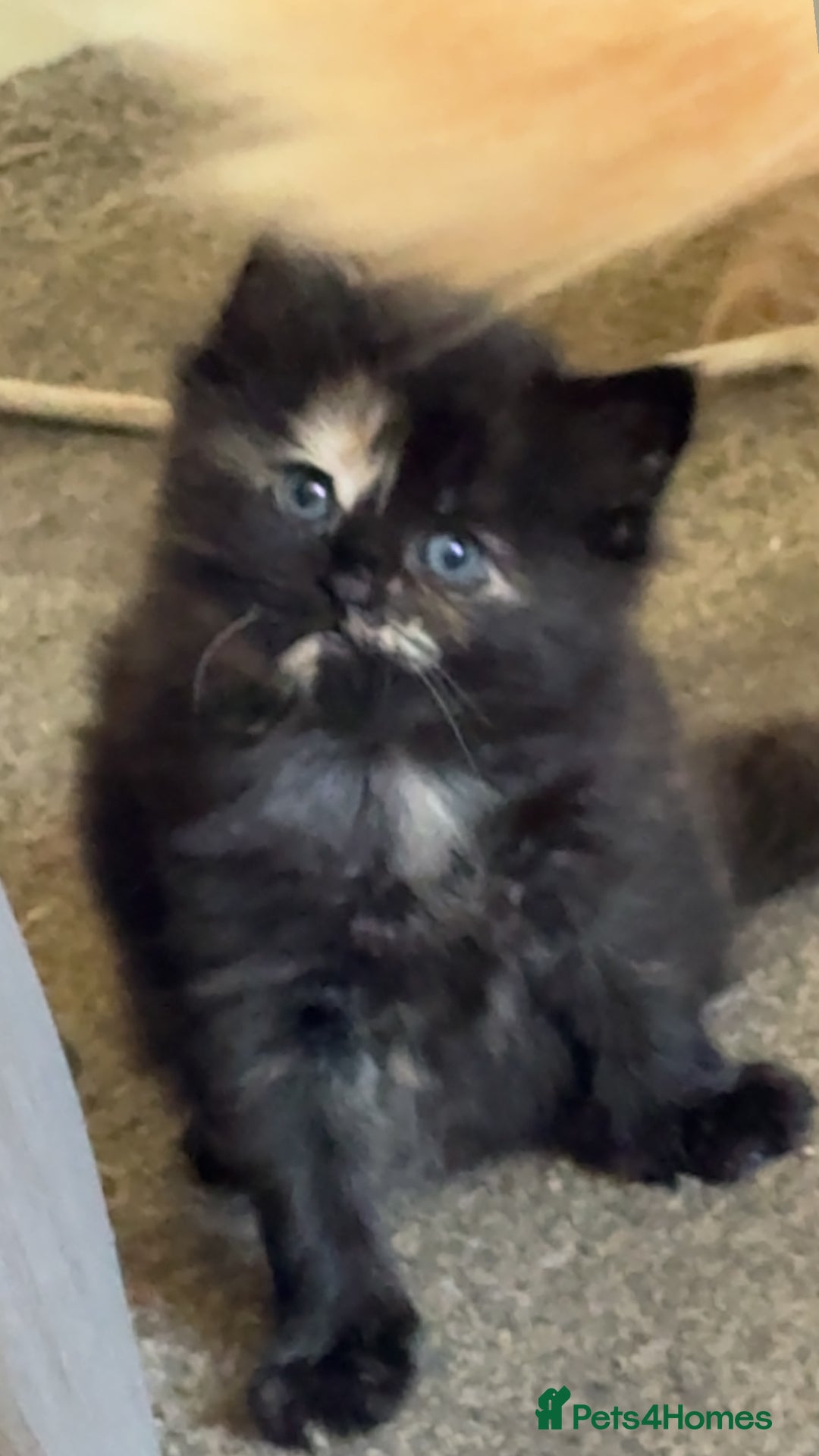 Mixed Breed cats for sale: half maincoon kittens  - Image 12