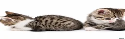 Domestic Shorthair cats for sale: Tabby Kittens 🐾  - Advert 7