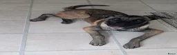 Belgian Shepherd Dog dogs for sale: Belgian shepherd  - Advert 4