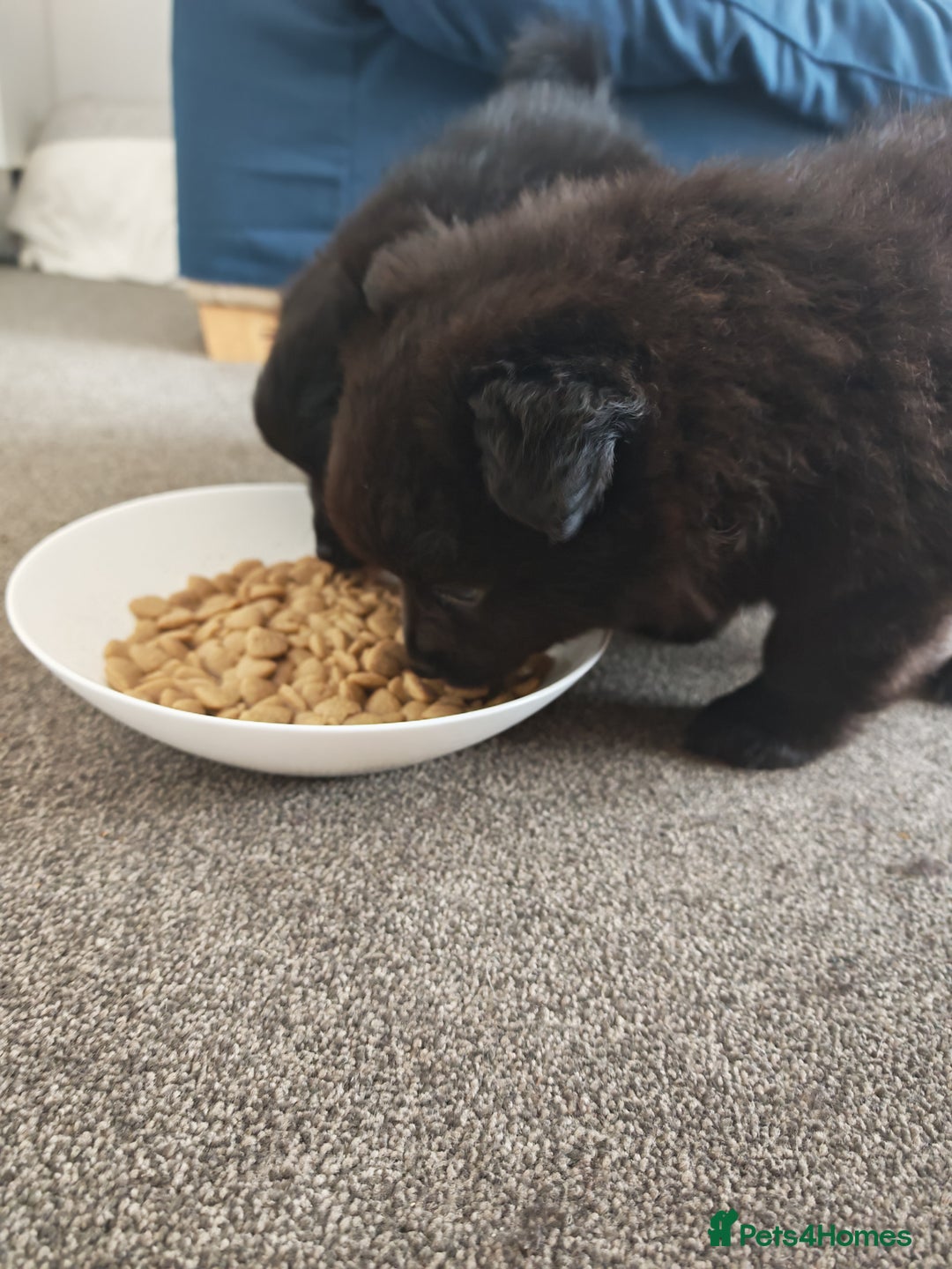 Pomeranian dogs for sale: Pomeranian for sale - Advert 11