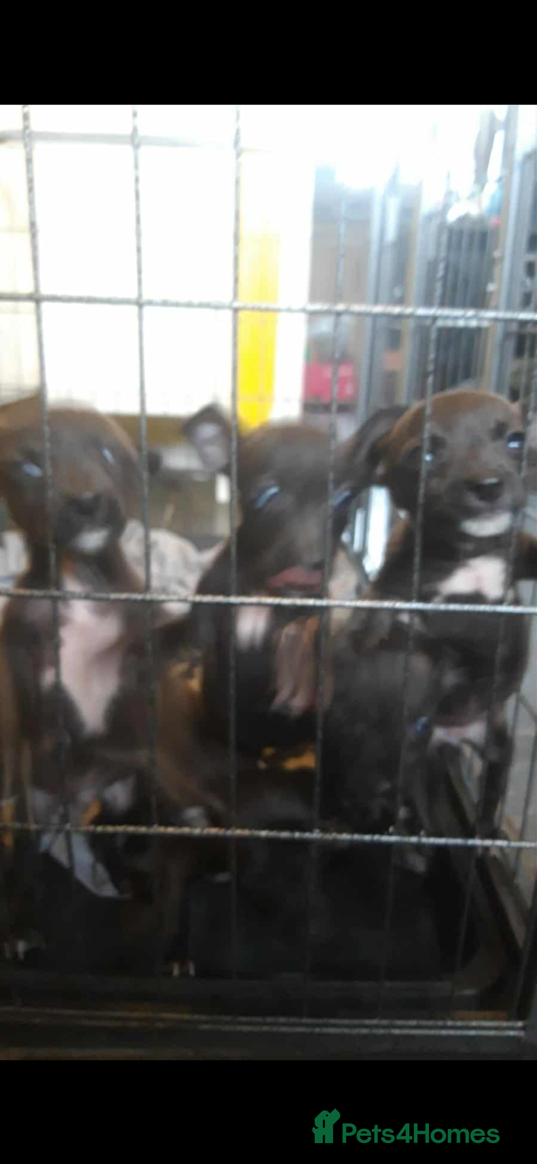 Patterjack dogs for sale: 6 Beautiful Paterjack puppies available  - Image 2