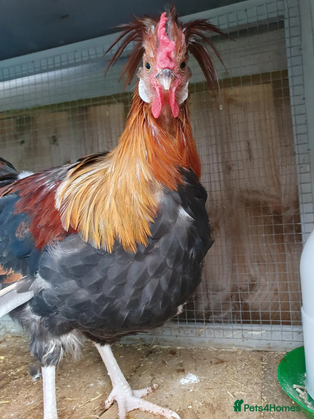 Mixed Breed poultry for sale: RARE BREED Sulmtaler cross Silkie cockerels - Advert 2