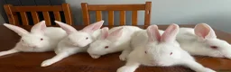 New Zealand rabbits for sale: New Zealand white rabbits  - Advert 5