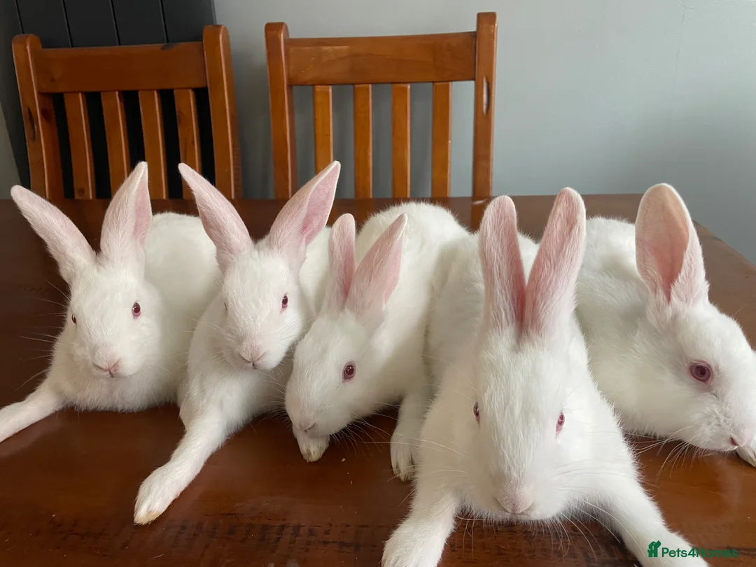 New Zealand rabbits for sale: New Zealand white rabbits  - Advert 5