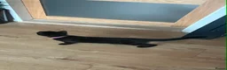Mixed Breed cats for sale: Black Kittens - rescue - Advert 3