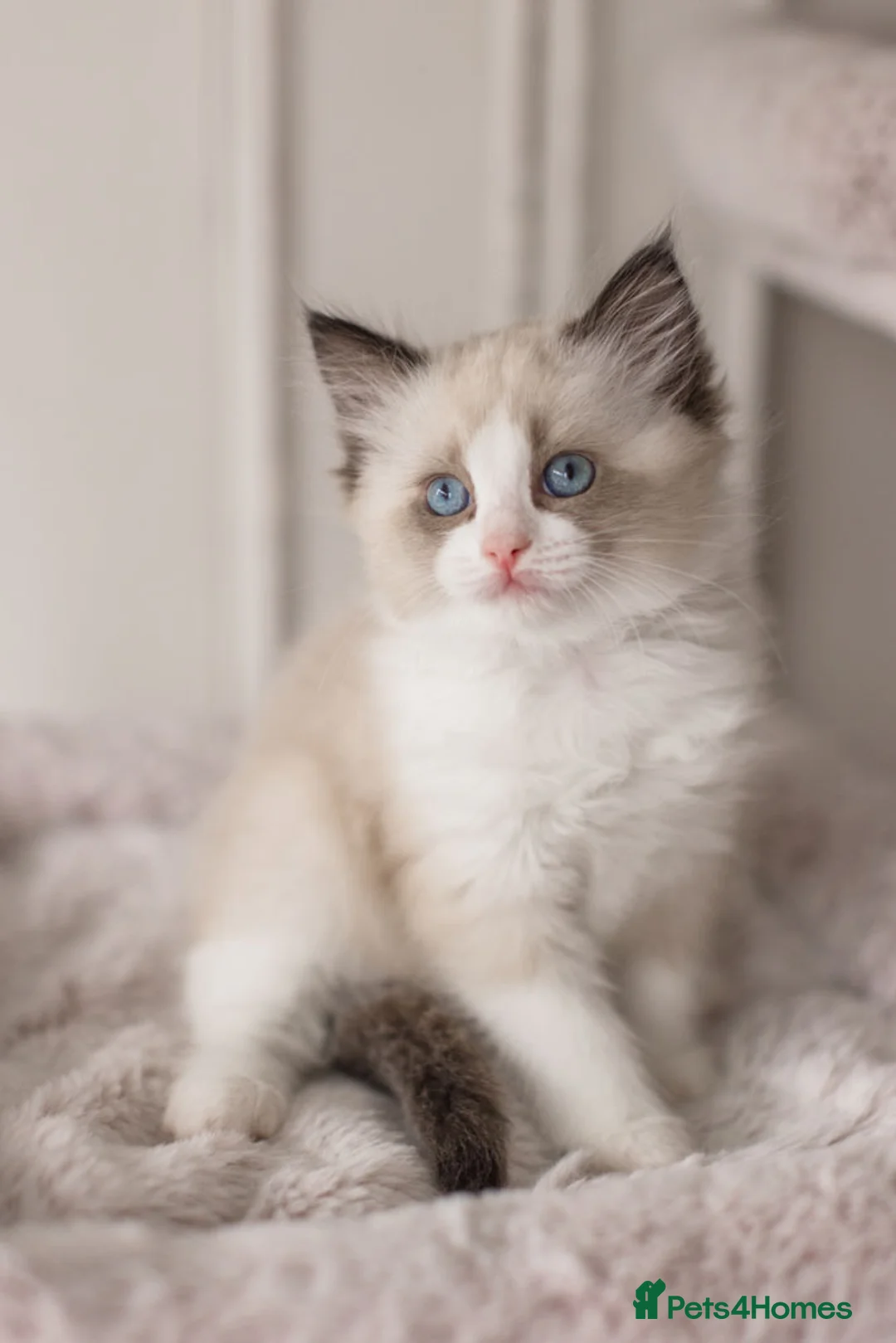 Ragdoll cats for sale: Last Blue Bicolour Ragdoll female available  - Advert 13