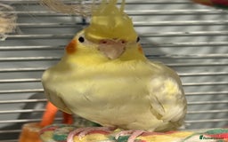 Cockatiels birds for sale: M/F cockatiels with cage - Image 3