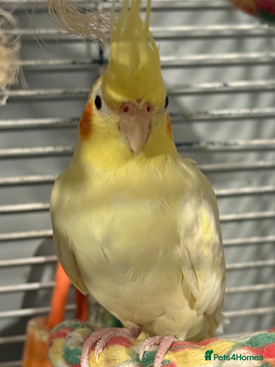 Cockatiels birds for sale: M/F cockatiels with cage - Image 3