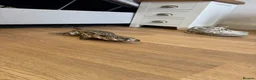 Monitor reptiles for sale: Blue tegu  - Advert 4