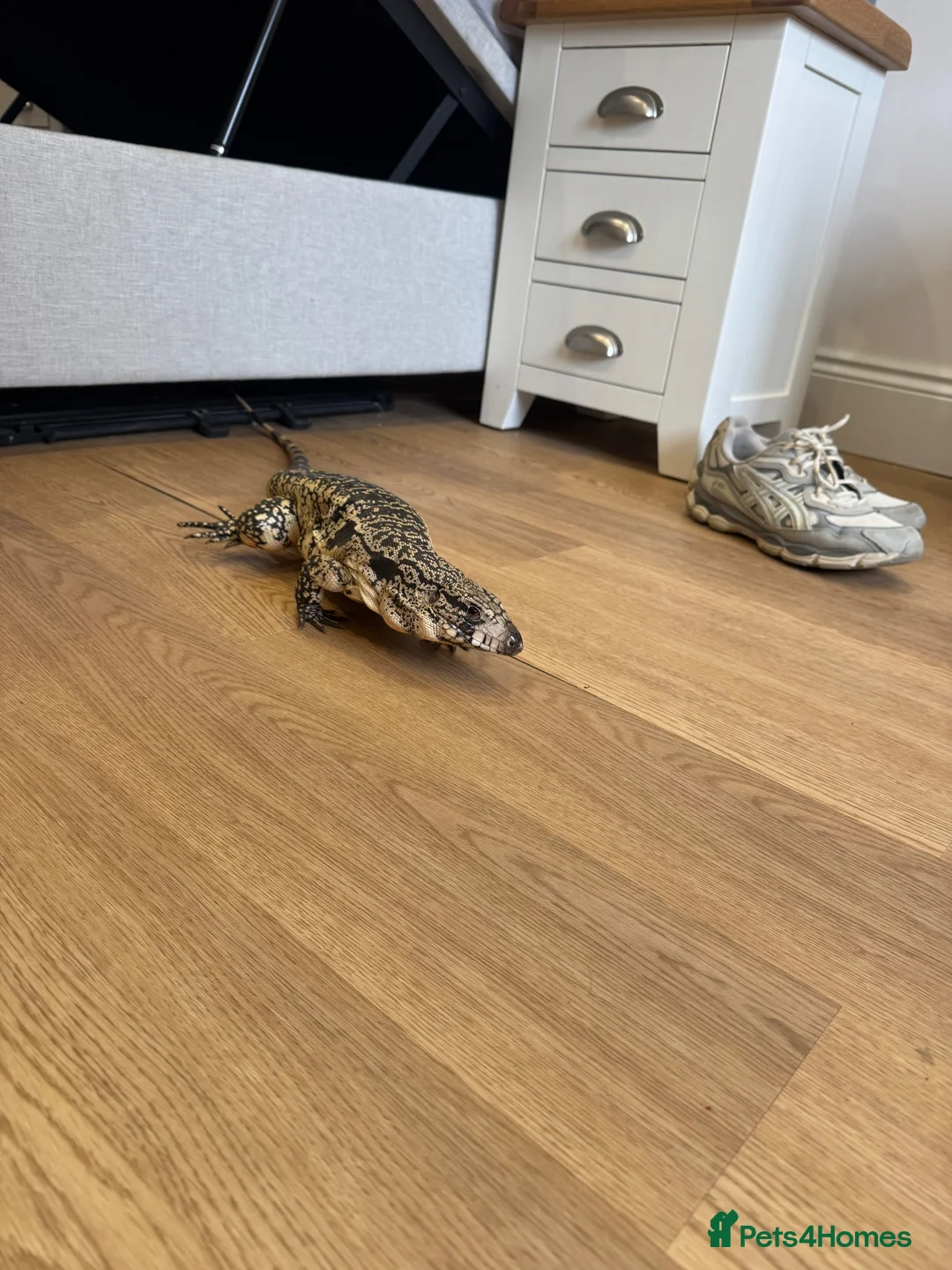 Monitor reptiles for sale: Blue tegu  - Advert 4