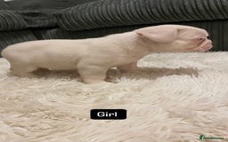 French Bulldog dogs for sale: 8 weeks-Stunning Pink & lilac French bulldog pups  - Image 4