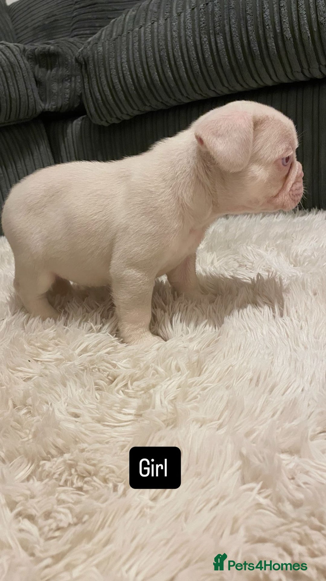 French Bulldog dogs for sale: 8 weeks-Stunning Pink & lilac French bulldog pups  - Image 4