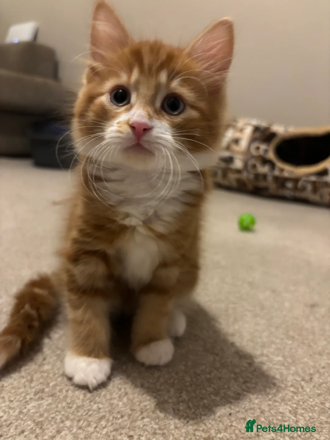 Mixed Breed cats for sale: Make ginger kitten for sale born 12th Novemeber.  - Advert 2