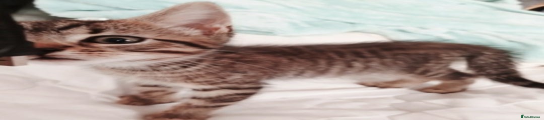 Bengal Kitten 2