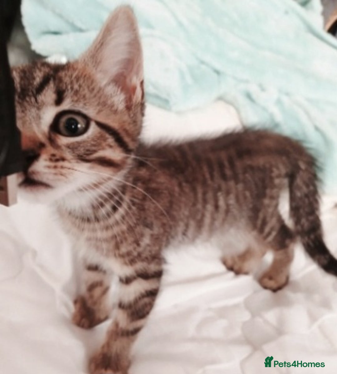 Mixed Breed cats for sale: Bengal kittens very healthy male femal - Image 8