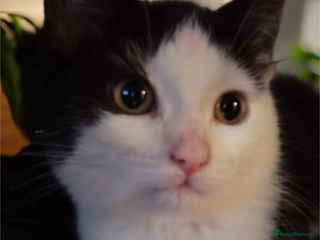 Mixed Breed cats Gorgeous 2 little girls - Advert 17