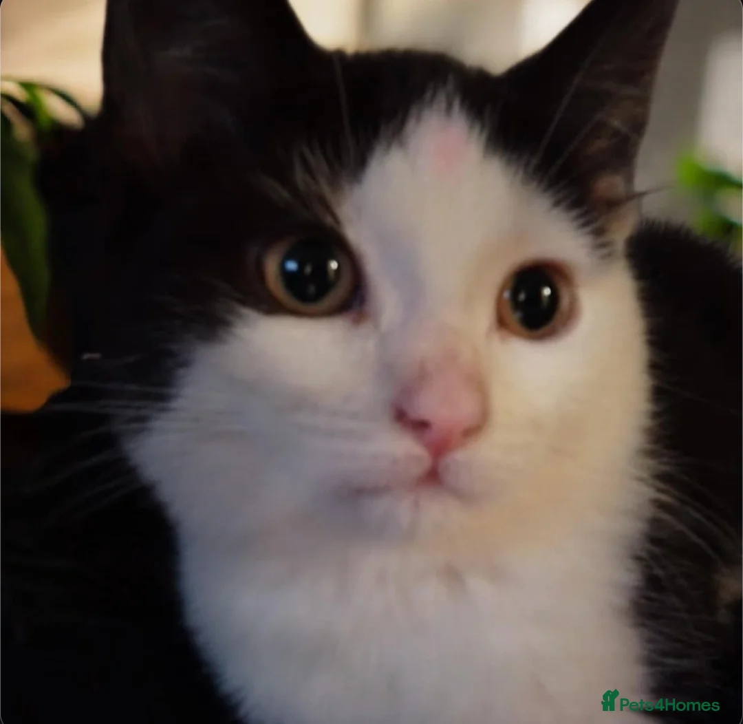 Mixed Breed cats for sale: Gorgeous 2 little girls  - Advert 1