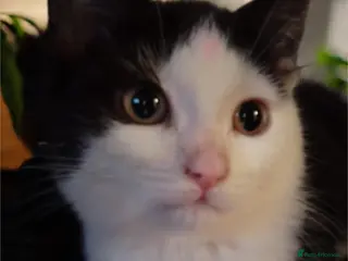 Mixed Breed cats Gorgeous 2 little girls - Advert 12