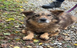 Mixed Breed dogs for adoption: Tommy - Gravesend. Kent  - Advert 2