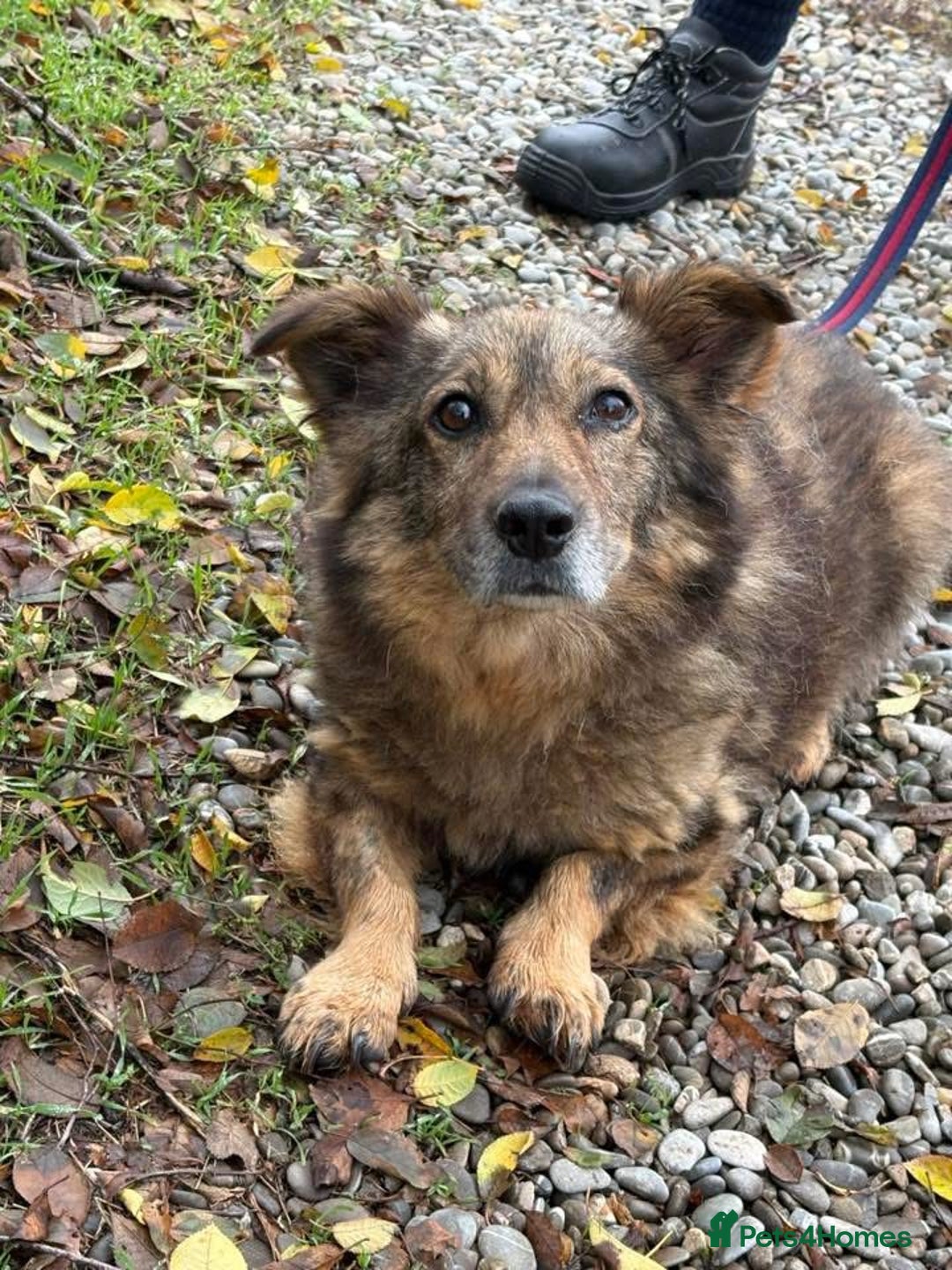 Mixed Breed dogs for adoption: Tommy - Gravesend. Kent  - Advert 2