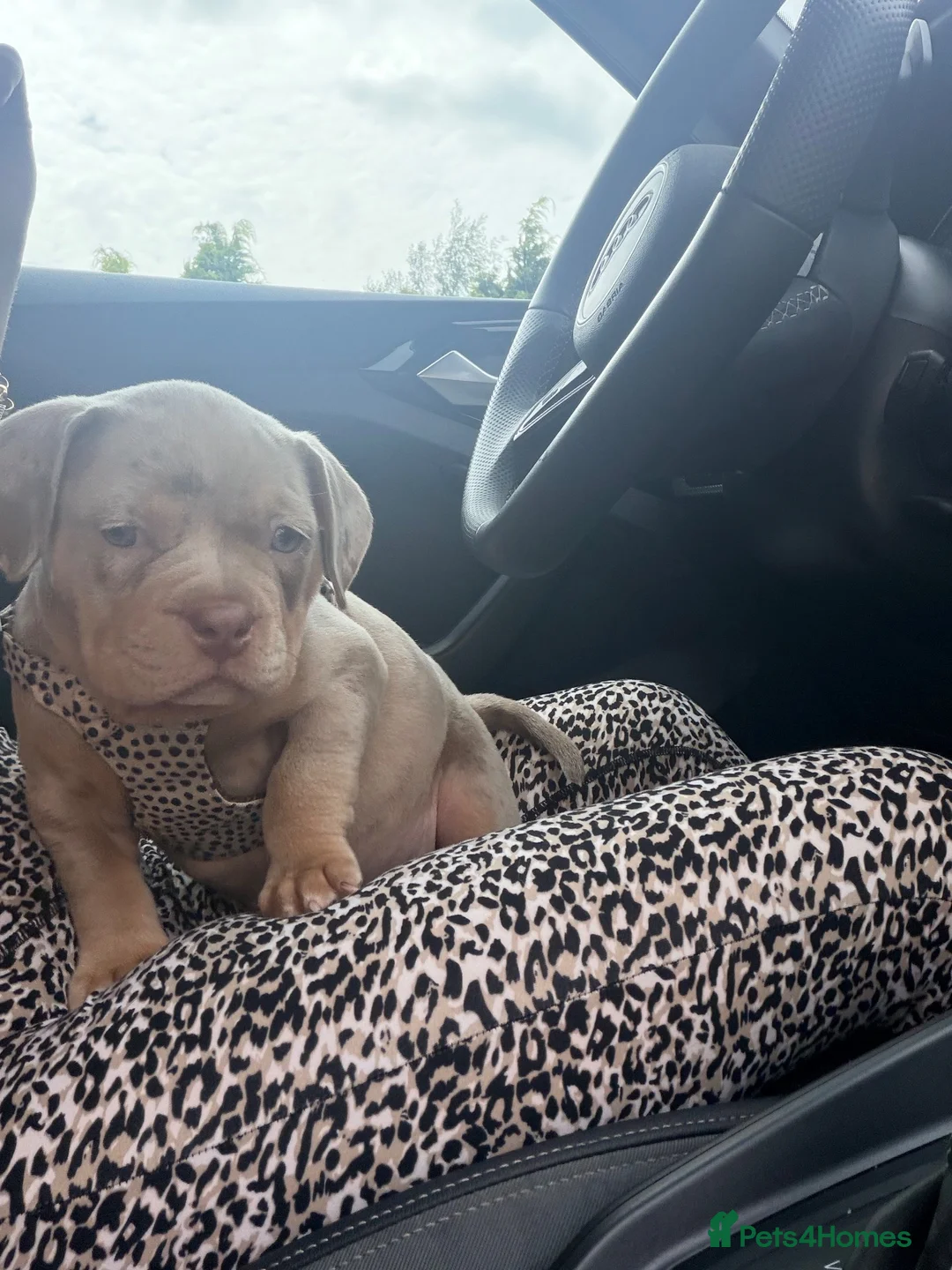 American Bully dogs for sale: 4.5-MONTH-OLD POCKET BULLY PUPPY in Bonnybridge - Advert 13