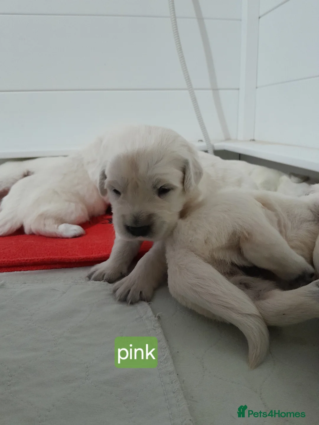 Golden Retriever dogs for sale: Kc golden retriever girls - Advert 3