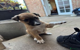Mixed Breed dogs for sale: Lurcher cross pups - Image 1