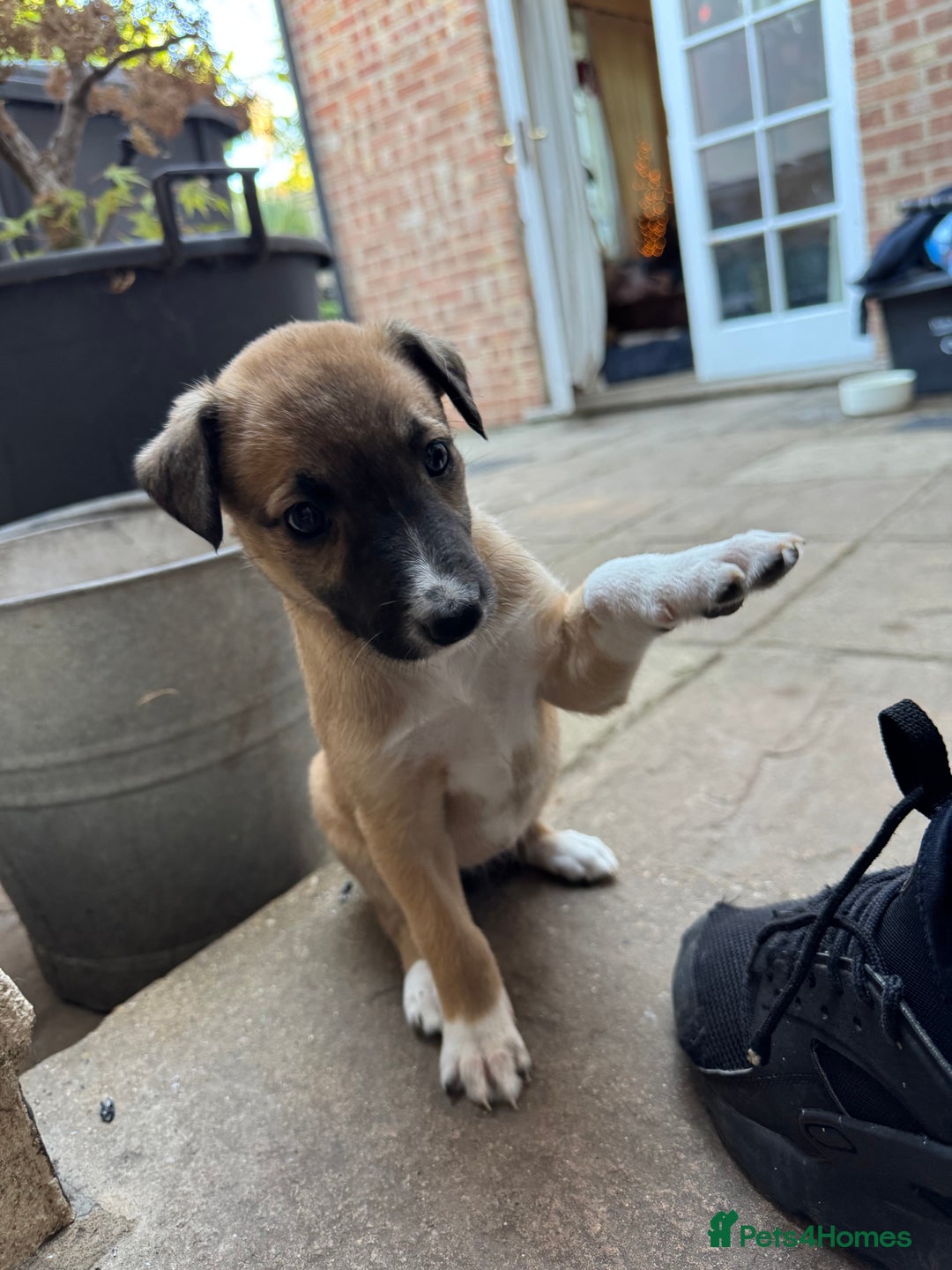 Mixed Breed dogs for sale: Lurcher cross pups - Image 1