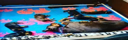 Dobermann dogs for sale: WAITLIST 2026 CEZARBLUE KC LICENSED BREEDER ⭐️ - Advert 19