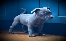 Staffordshire Bull Terrier dogs for sale: 🐾 Beautiful KC Fully Vaccinated Girl Available 🐾 in Peterborough - Image 11