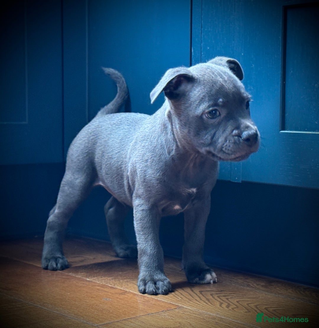 Staffordshire Bull Terrier dogs for sale: 🐾 Beautiful KC Fully Vaccinated Girl Available 🐾 in Peterborough - Image 11