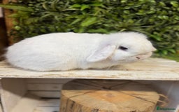 Mini Lop rabbits for sale: Beautiful mini lop doe  - Image 2