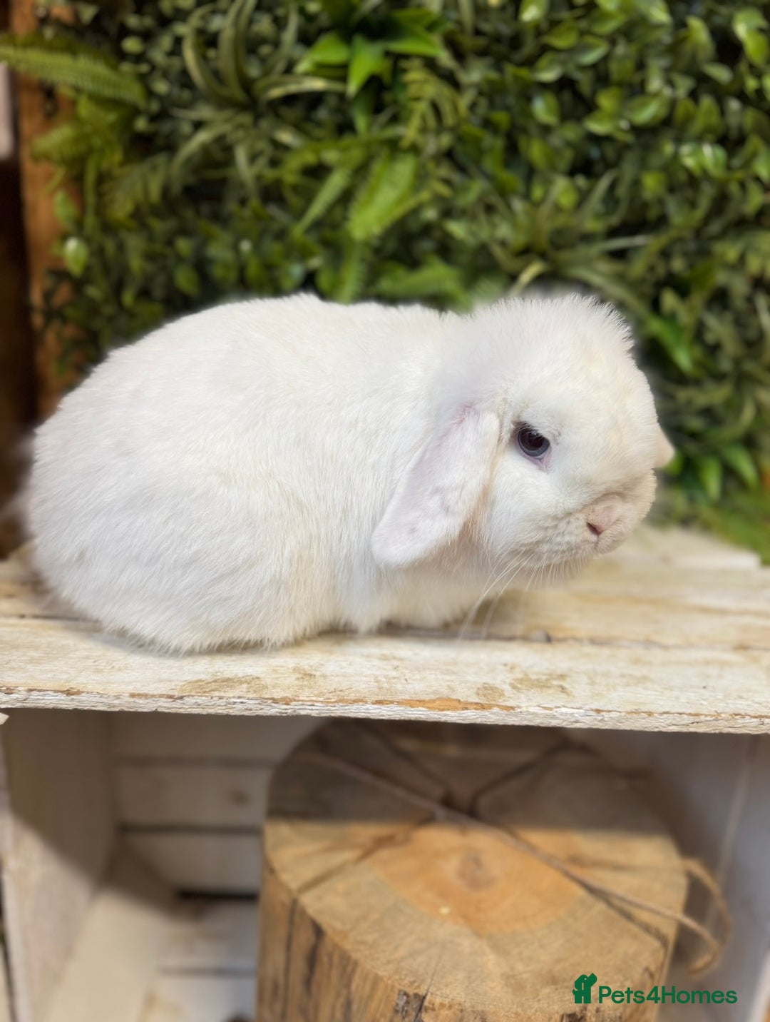 Mini Lop rabbits for sale: Beautiful mini lop doe  - Image 2