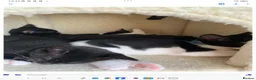 Mixed Breed cats for sale: House kittens  - Advert 6