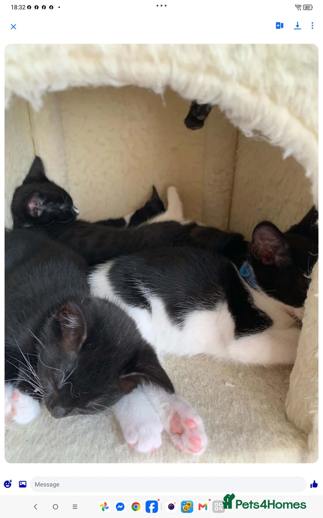 Mixed Breed cats for sale: House kittens  - Advert 6